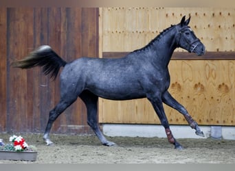 Más caballos centroeuropeos, Yegua, 3 años, 162 cm, Tordo