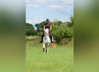 Más caballos centroeuropeos, Yegua, 3 años, 163 cm, Atigrado/Moteado