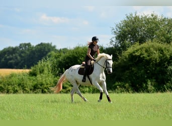 Más caballos centroeuropeos, Yegua, 3 años, 163 cm, Atigrado/Moteado