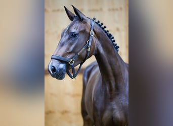 Más caballos centroeuropeos, Yegua, 3 años, 164 cm, Castaño