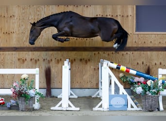 Más caballos centroeuropeos, Yegua, 3 años, 164 cm, Castaño