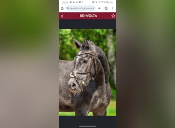 Más caballos centroeuropeos, Yegua, 3 años, 164 cm, Tordo