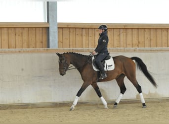 Más caballos centroeuropeos, Yegua, 3 años, 165 cm, Castaño