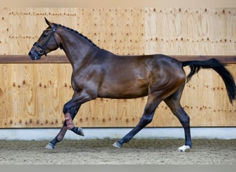 Más caballos centroeuropeos, Yegua, 3 años, 165 cm, Castaño