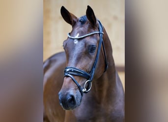 Más caballos centroeuropeos, Yegua, 3 años, 165 cm, Castaño