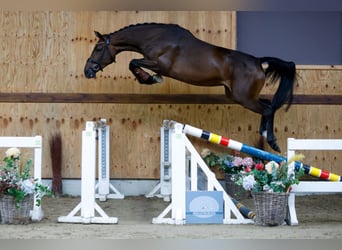 Más caballos centroeuropeos, Yegua, 3 años, 165 cm, Castaño