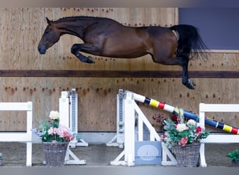 Más caballos centroeuropeos, Yegua, 3 años, 165 cm, Castaño