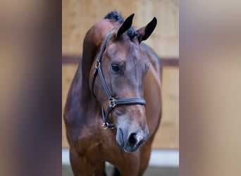 Más caballos centroeuropeos, Yegua, 3 años, 165 cm, Castaño