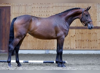 Más caballos centroeuropeos, Yegua, 3 años, 165 cm, Castaño