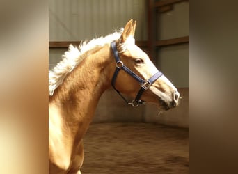 Más caballos centroeuropeos, Yegua, 3 años, 165 cm, Palomino
