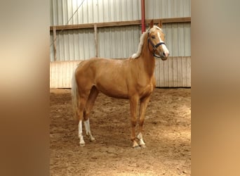 Más caballos centroeuropeos, Yegua, 3 años, 165 cm, Palomino