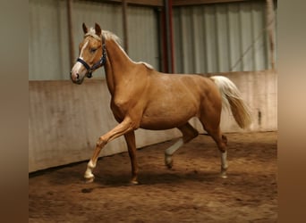 Más caballos centroeuropeos, Yegua, 3 años, 165 cm, Palomino