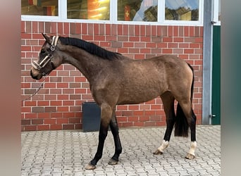 Más caballos centroeuropeos, Yegua, 3 años, 167 cm, Buckskin/Bayo