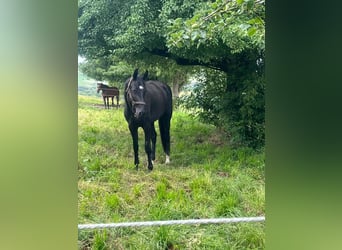 Más caballos centroeuropeos, Yegua, 3 años, 167 cm, Negro