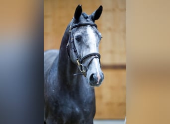 Más caballos centroeuropeos, Yegua, 3 años, 167 cm, Tordo