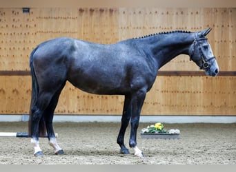 Más caballos centroeuropeos, Yegua, 3 años, 167 cm, Tordo