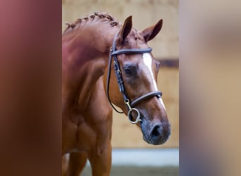 Más caballos centroeuropeos, Yegua, 3 años, 168 cm, Alazán