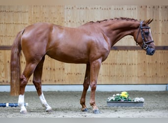 Más caballos centroeuropeos, Yegua, 3 años, 168 cm, Alazán