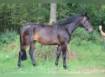 Más caballos centroeuropeos, Yegua, 3 años, 168 cm, Castaño