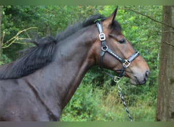 Más caballos centroeuropeos, Yegua, 3 años, 168 cm, Castaño