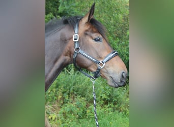 Más caballos centroeuropeos, Yegua, 3 años, 168 cm, Castaño