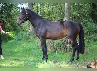 Más caballos centroeuropeos, Yegua, 3 años, 168 cm, Castaño