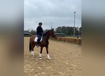 Más caballos centroeuropeos, Yegua, 3 años, 170 cm, Castaño