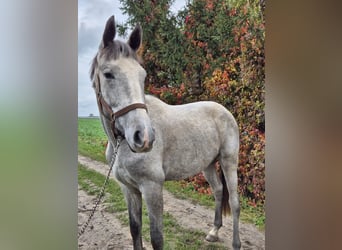 Más caballos centroeuropeos, Yegua, 3 años, 170 cm, White/Blanco
