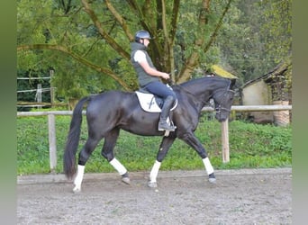 Más caballos centroeuropeos, Yegua, 3 años, 173 cm, Negro