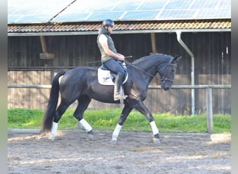 Más caballos centroeuropeos, Yegua, 3 años, 173 cm, Negro