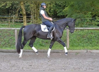 Más caballos centroeuropeos, Yegua, 3 años, 173 cm, Negro