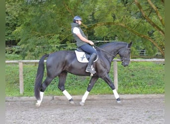 Más caballos centroeuropeos, Yegua, 3 años, 173 cm, Negro