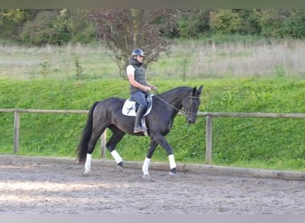 Más caballos centroeuropeos, Yegua, 3 años, 173 cm, Negro