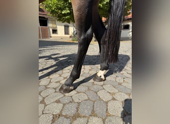 Más caballos centroeuropeos, Yegua, 4 años, 147 cm, Castaño oscuro