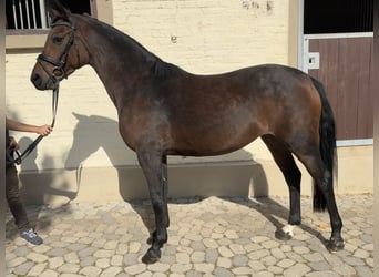 Más caballos centroeuropeos, Yegua, 4 años, 147 cm, Castaño oscuro