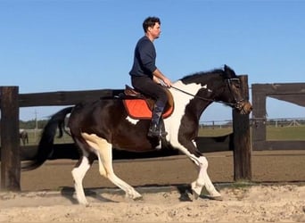 Más caballos centroeuropeos Mestizo, Yegua, 4 años, 155 cm, Pío