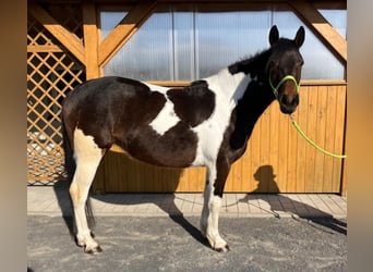 Más caballos centroeuropeos Mestizo, Yegua, 4 años, 155 cm, Pío