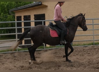 Más caballos centroeuropeos, Yegua, 4 años, 155 cm, Tordillo negro