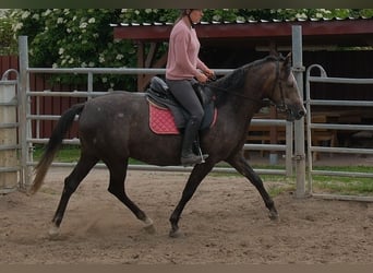 Más caballos centroeuropeos, Yegua, 4 años, 155 cm, Tordillo negro