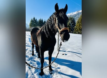 Más caballos centroeuropeos, Yegua, 4 años, 157 cm, Negro