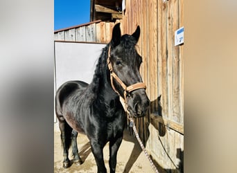 Más caballos centroeuropeos, Yegua, 4 años, 157 cm, Negro