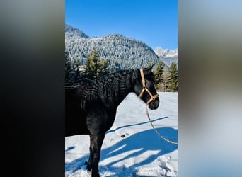 Más caballos centroeuropeos, Yegua, 4 años, 157 cm, Negro