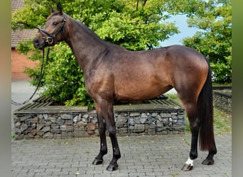 Más caballos centroeuropeos, Yegua, 4 años, 158 cm, Castaño oscuro