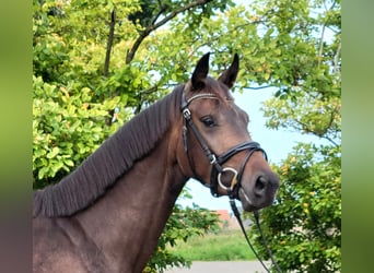 Más caballos centroeuropeos, Yegua, 4 años, 158 cm, Castaño oscuro