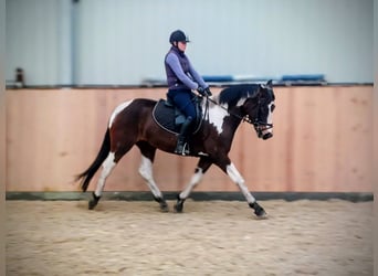 Más caballos centroeuropeos, Yegua, 4 años, 159 cm, Pío