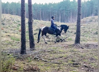 Más caballos centroeuropeos, Yegua, 4 años, 159 cm, Pío