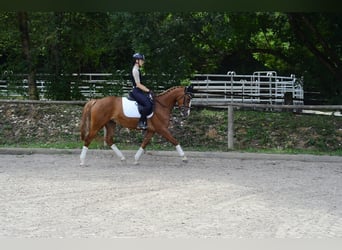 Más caballos centroeuropeos, Yegua, 4 años, 160 cm, Alazán