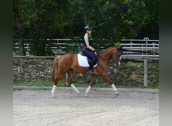 Más caballos centroeuropeos, Yegua, 4 años, 160 cm, Alazán