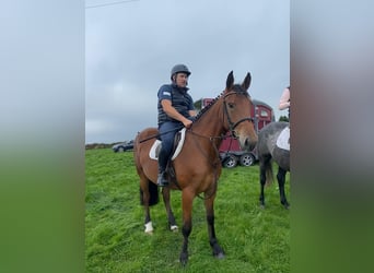 Más caballos centroeuropeos, Yegua, 4 años, 160 cm, Castaño rojizo