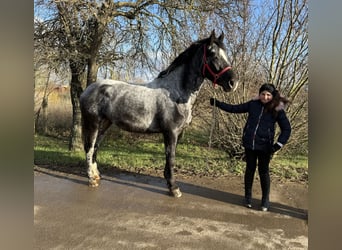 Más caballos centroeuropeos, Yegua, 4 años, 160 cm, Porcelana